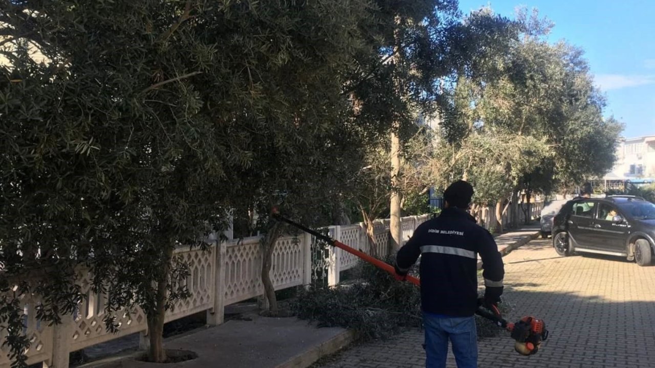 Didim’de ağaçlar budanıyor