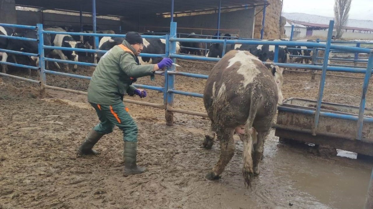Ereğli’de şap hastalığına karşı mücadele sürüyor