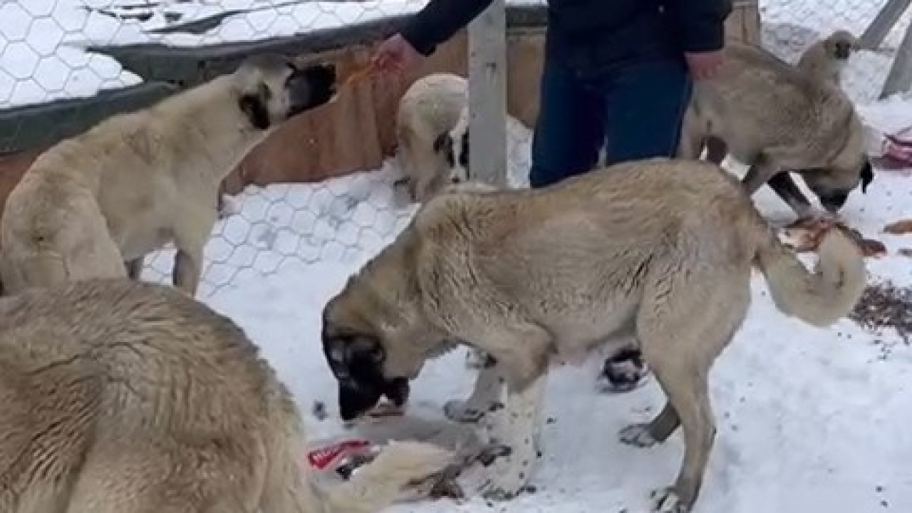Çiftlik Belediyesi patili dostları unutmadı