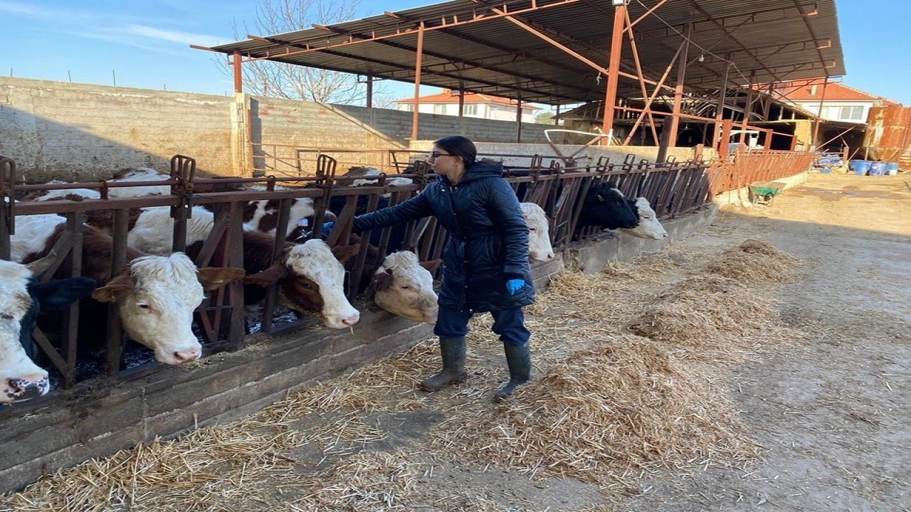 Büyükbaş hayvanlara yönelik şap aşısı çalışması başlatıldı