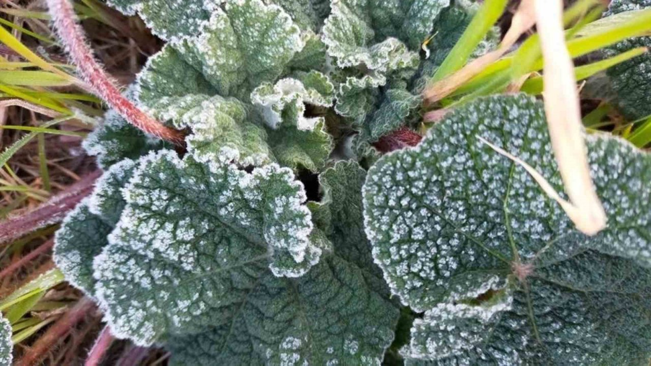 Aydın’da zirai don etkili olacak