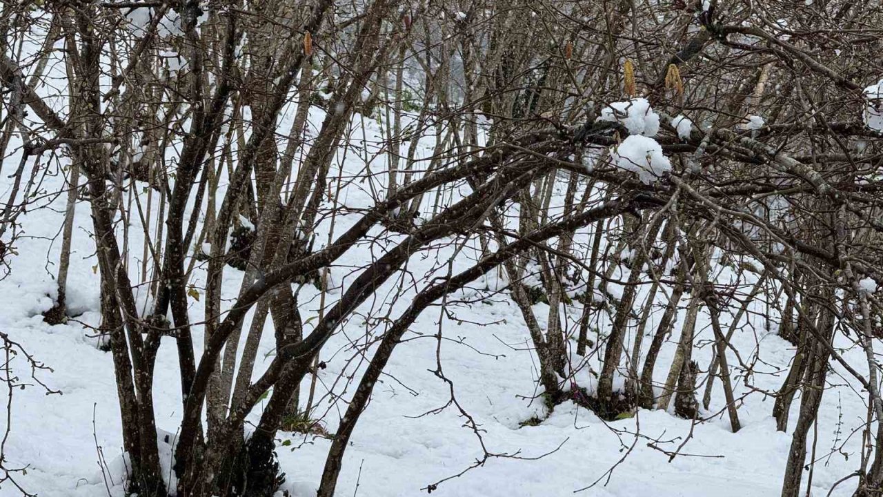 Giresun Ziraat Odası Başkanı Nurittin Karan, zirai don riskine karşı uyardı