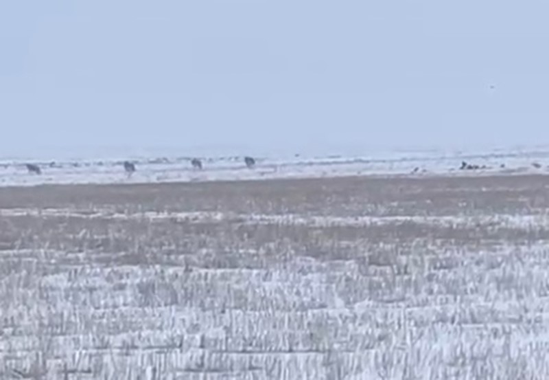 Kars’ta aç kalan kurtlar köylere indi