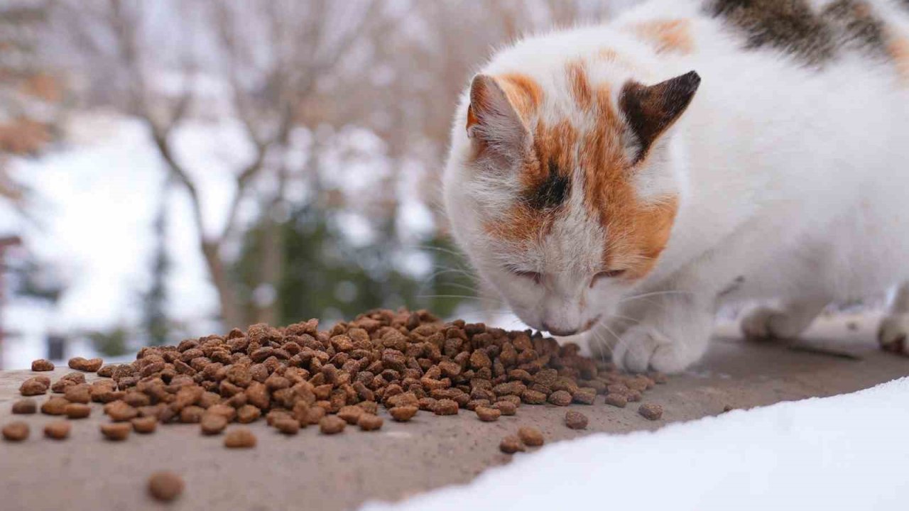 Elazığ’da yaban ve sokak hayvanlarına mama desteği