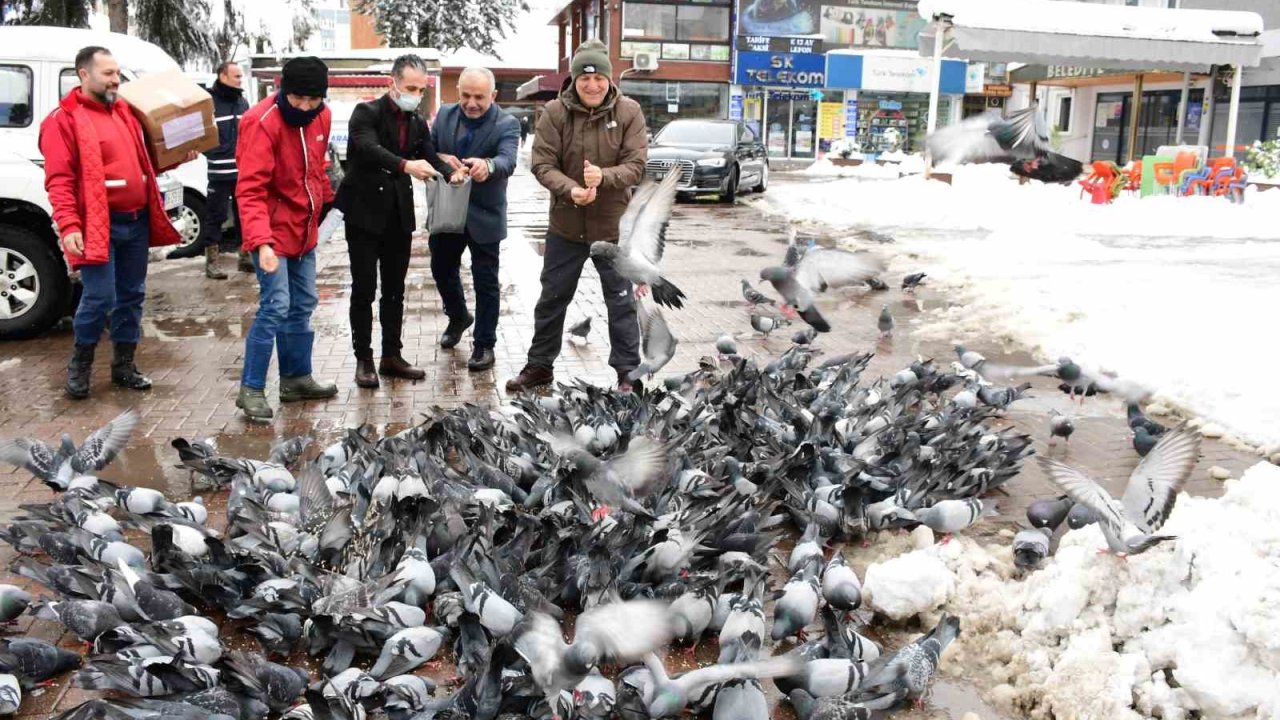 Başkan Kul: "Can dostlarımızın aç kalmaması için mama ve su bırakıyoruz"