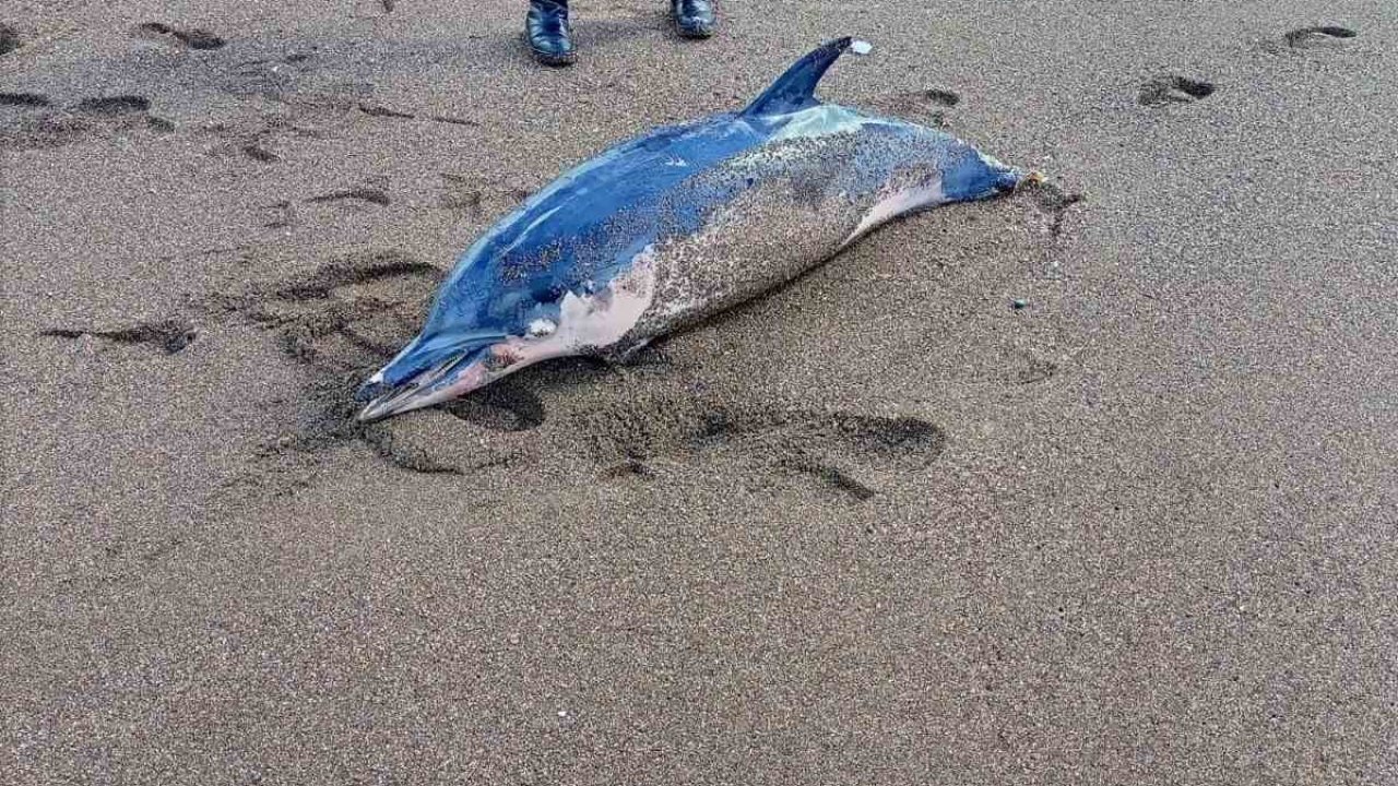 Dalgalara yenilen yunus balığı karaya vurdu