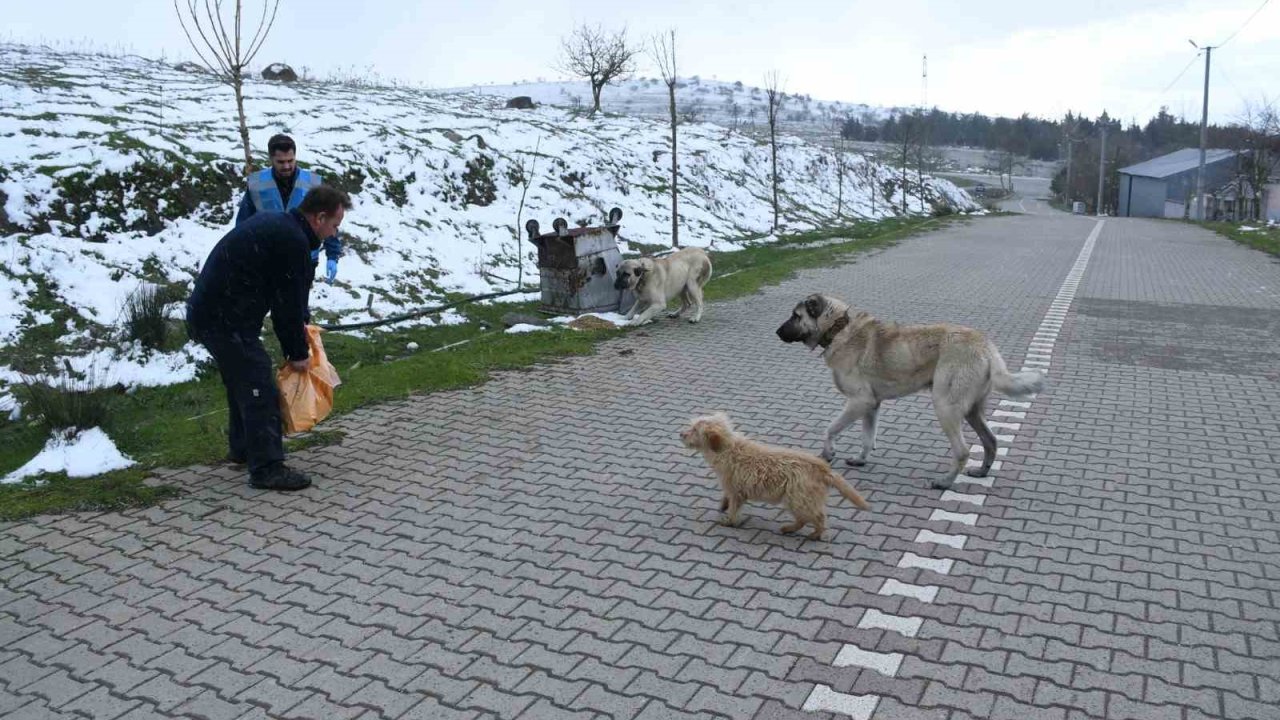 Başkan Ahmet Akın’dan sokaktaki canlara kış desteği