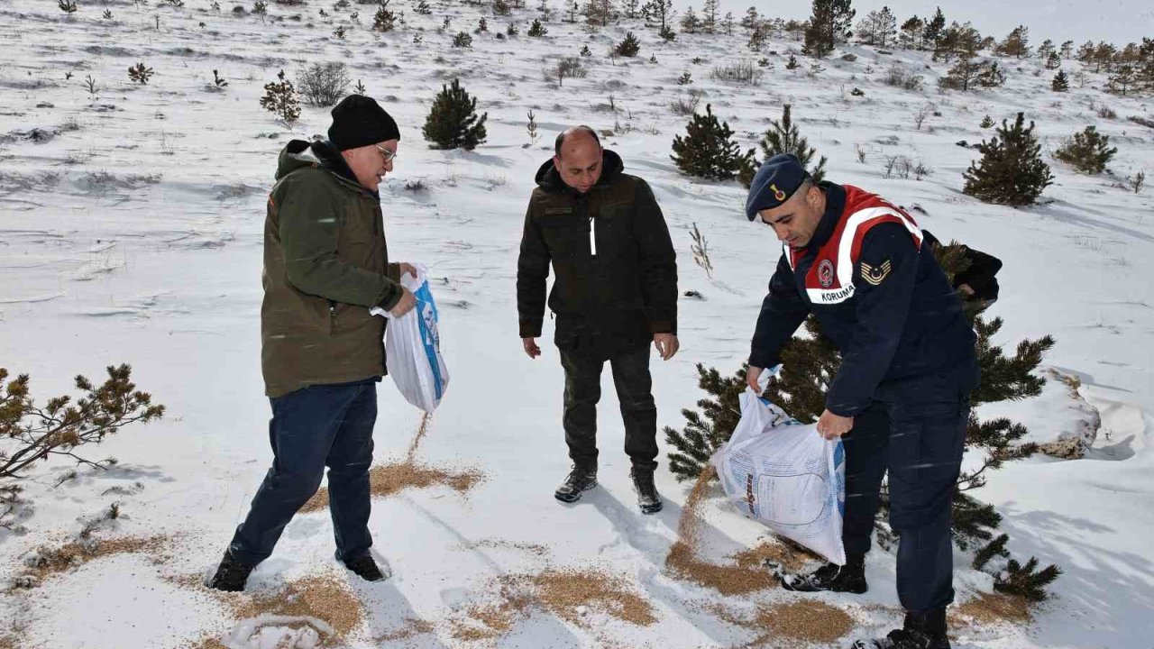 Sivas’ta yaban hayatı unutulmadı, 12 ton yem doğaya bırakıldı