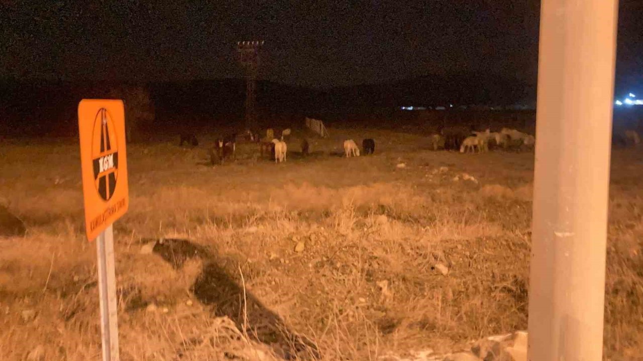 Kütahya’da yılkı atları şehir merkezine indi