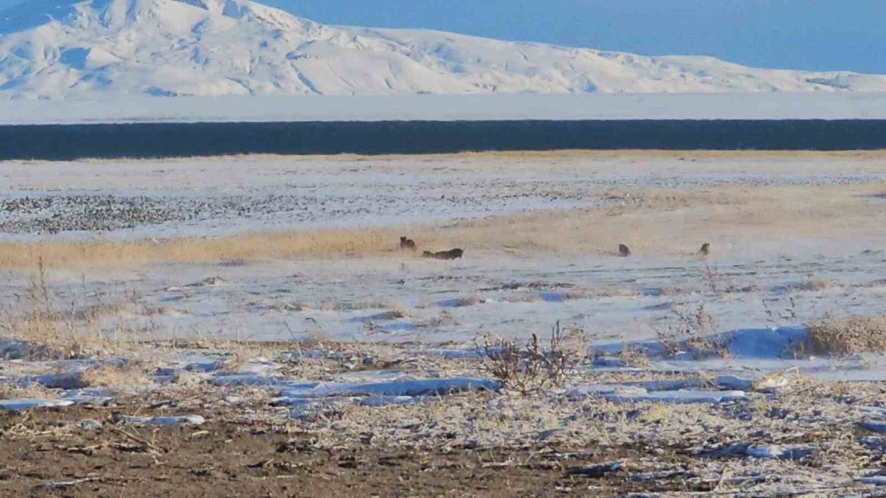 Adilcevaz’da domuz sürüleri görüntülendi