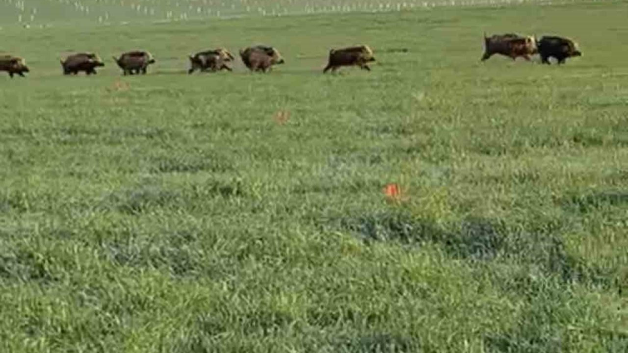 Mardin’de domuz sürüsü görüntülendi