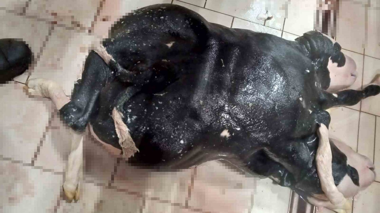 Konya’da 6 ayaklı ve 2 başlı buzağı doğdu