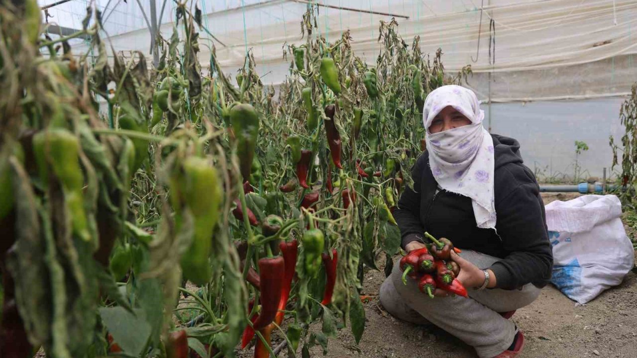 İhracat için yetiştirilen kapya biberi don vurdu