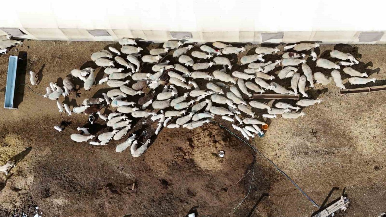 Şehir hayatına 5 ay dayanabildi: Köyüne geri dönüp hayvancılığa yeniden başladı