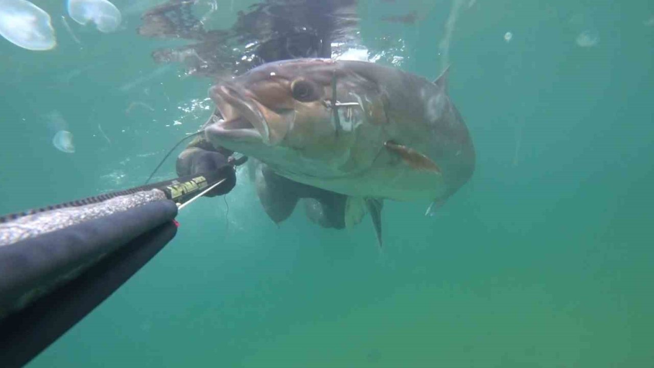 Çanakkale’de zıpkınla 1.8 metre boyunda 63 kilogram akya balığı avladı