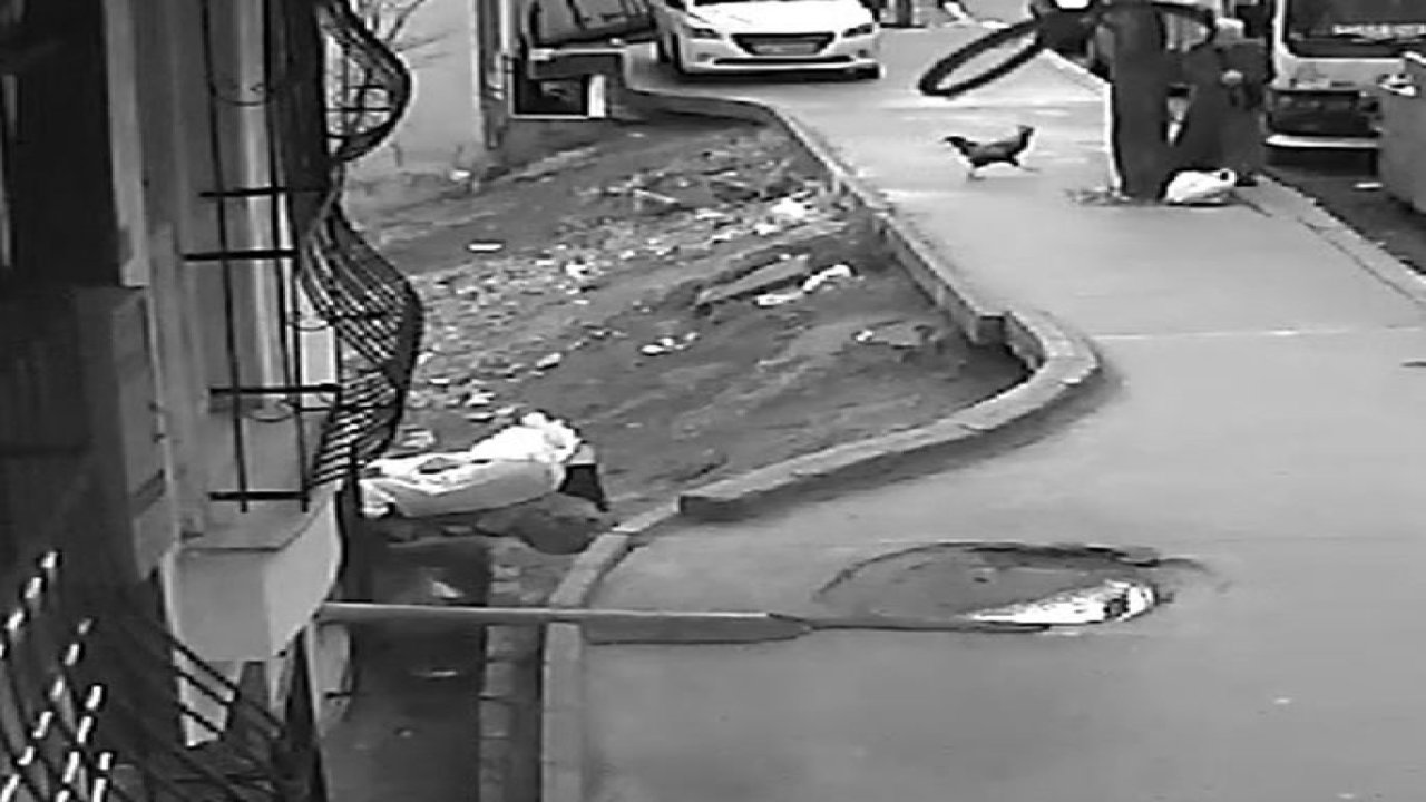 Horozun saldırdığı kadın defalarca yere düştü, ayağa kalkınca o da horoza saldırdı