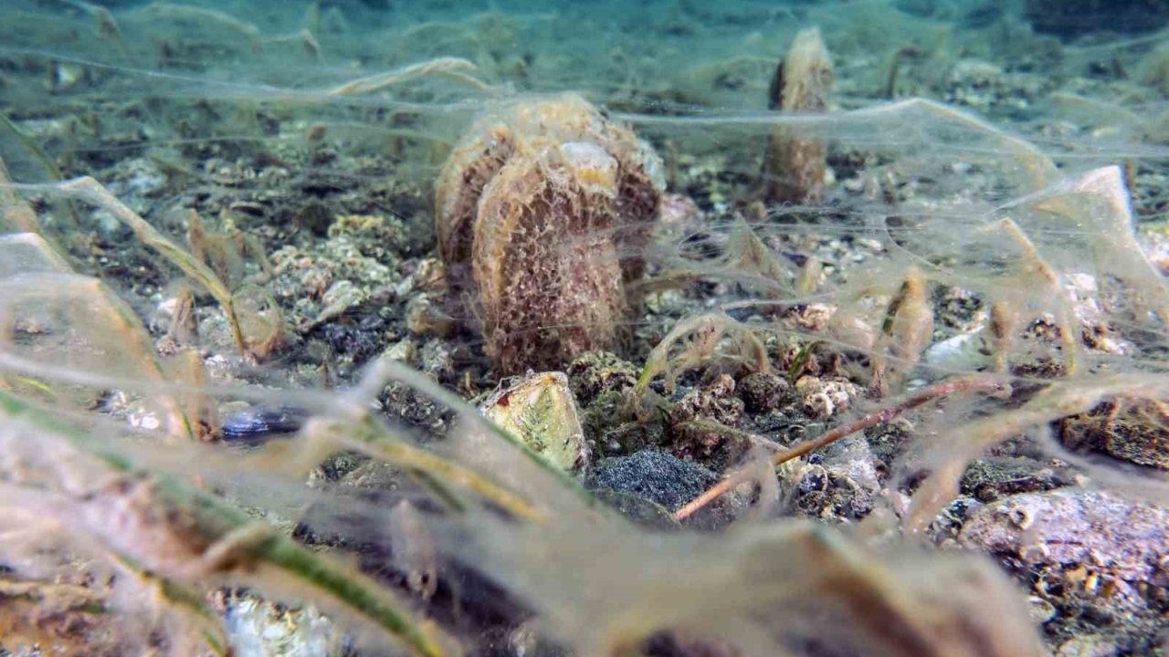 Marmara Denizi’nde müsilaj alarmı devam ediyor