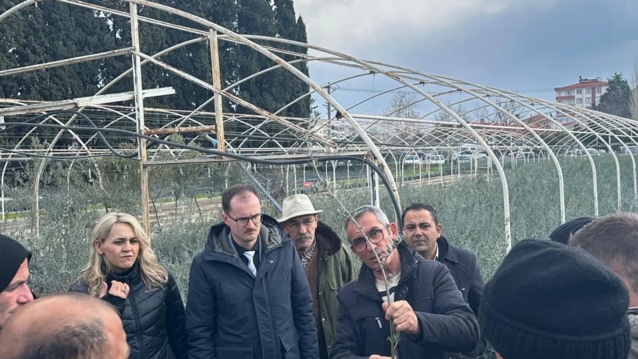 Edremit’te zeytinde budama kursu kursiyerlerine teknik eğitim