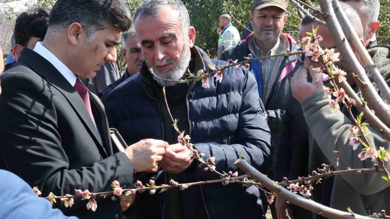 Başkan Vekili Şener, dondan zarar gören tarım arazilerinde incelemelerde bulundu