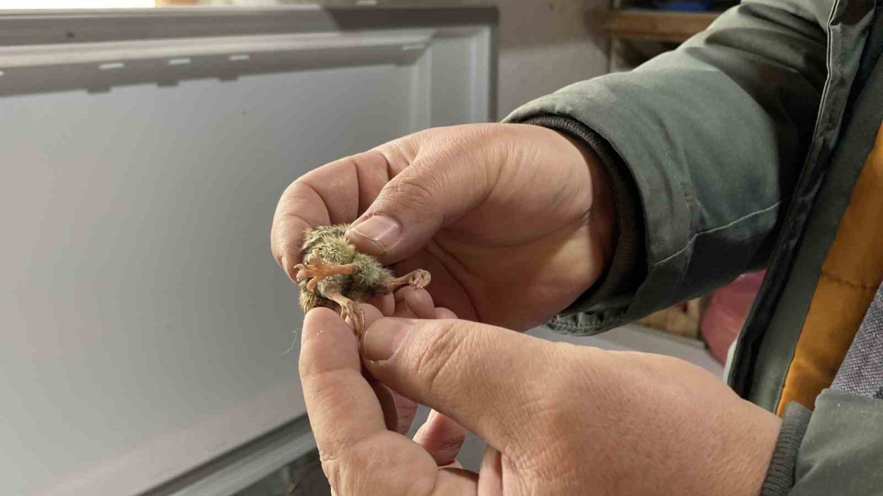 Üç ayaklı bıldırcın yavrusu görenleri şaşırttı