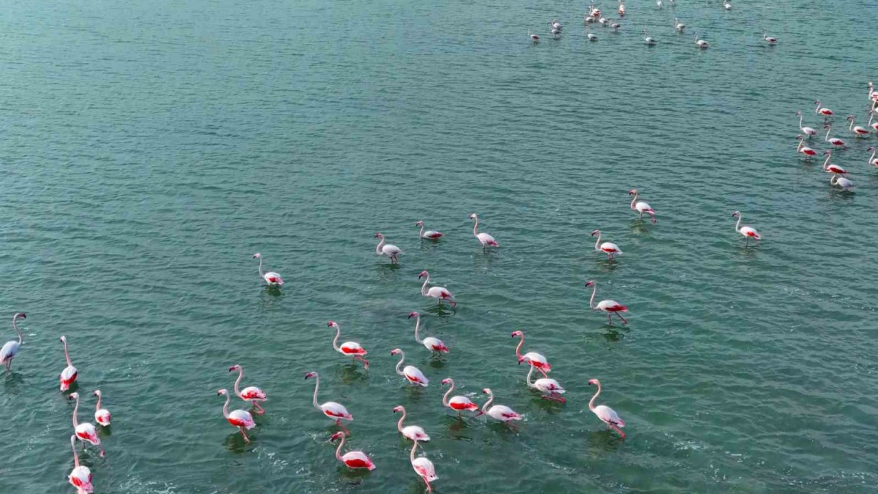 Flamingoların görsel şöleni