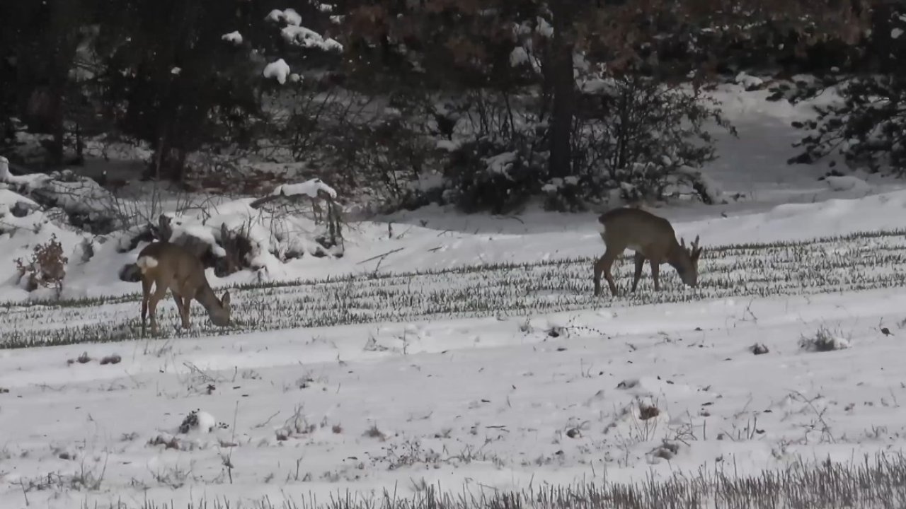 Kastamonu’da aç kalan karacalar, köylere inerek ekili arazilerde otladı
