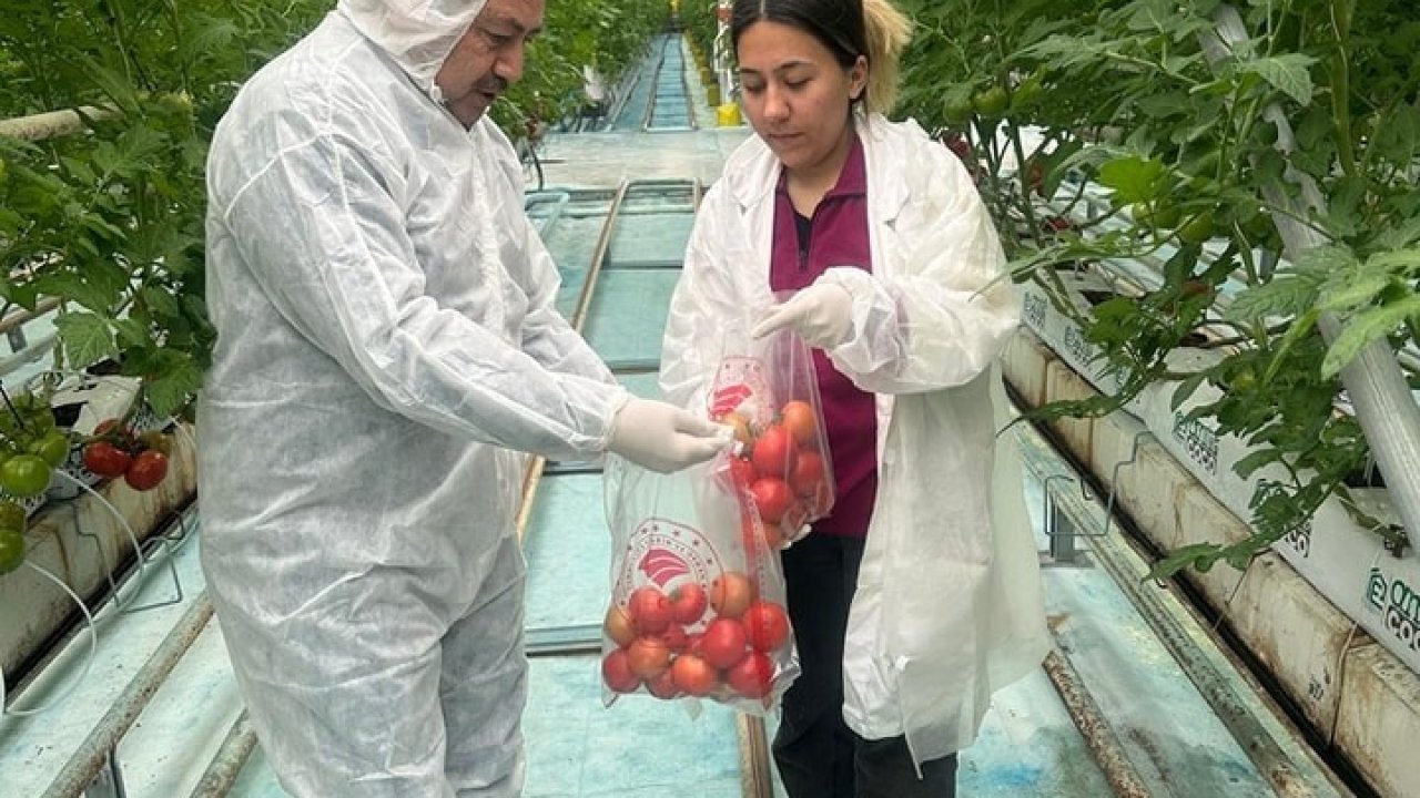 Afyonkarahisar’da Hasat Öncesi Pestisit Denetimleri devam ediyor