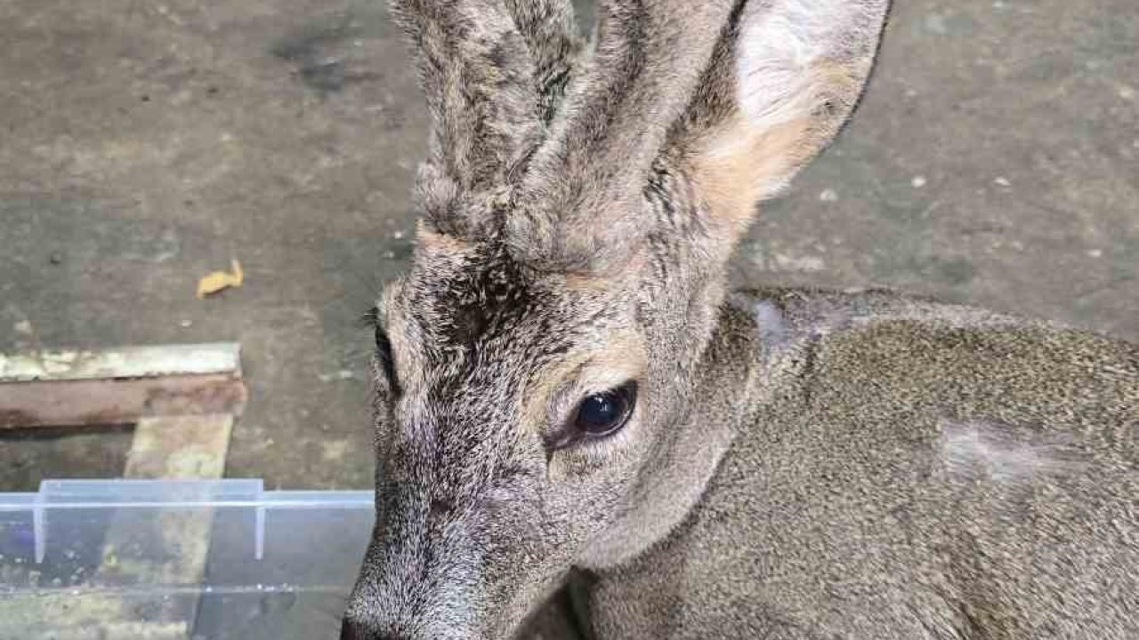 Ormanda kar nedeniyle aç kalıp şehre inen karacayı köpeklerin saldırısından belediye çalışanları kurtardı