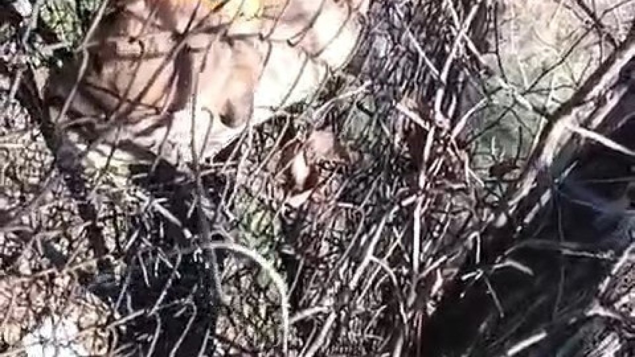 Elazığ’da tellere sıkışan yavru köpeği vatandaş kurtardı