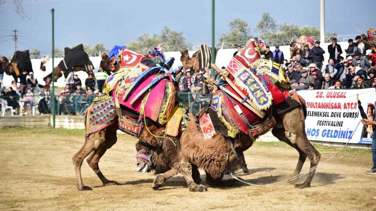 Atça’daki sezonun son deve güreşine yoğun ilgi