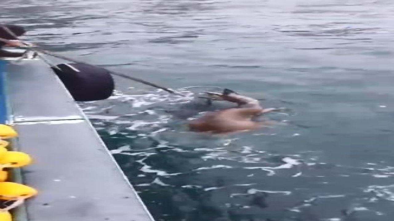 Köpeklerin saldırısından kaçarken denize düşen karaca balıkçılar tarafından kurtarıldı