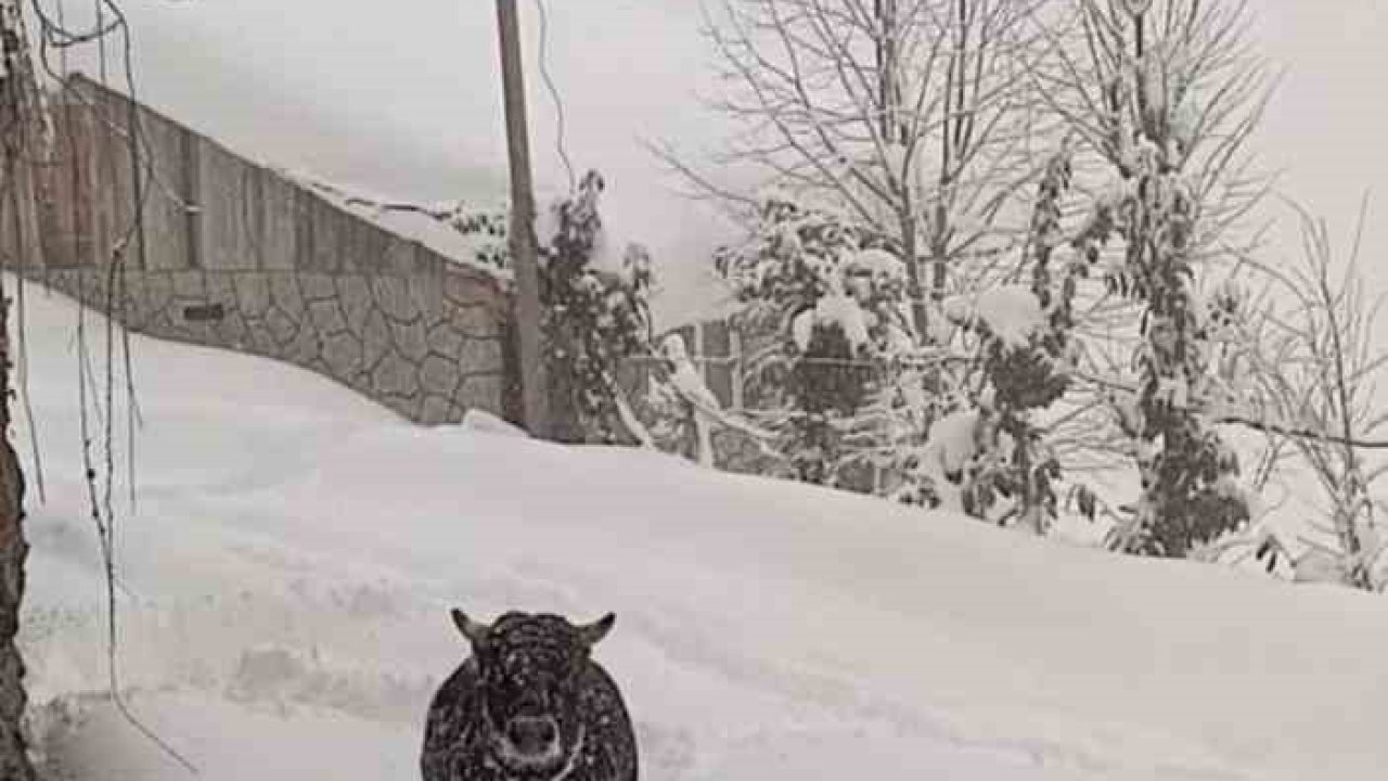 Rize’de kışlık ahırından kaçan boğa yazlığında bulundu