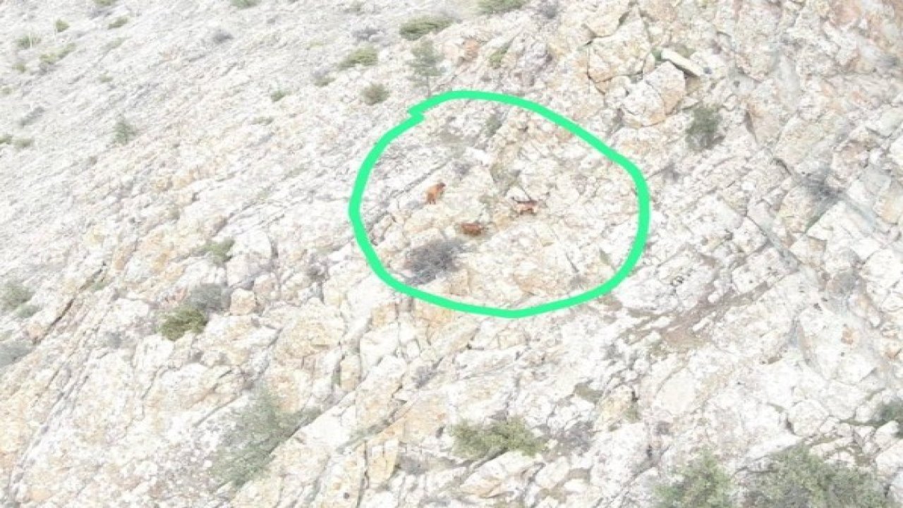 5 gün önce kaybolan 4 küçükbaş hayvanı jandarma buldu