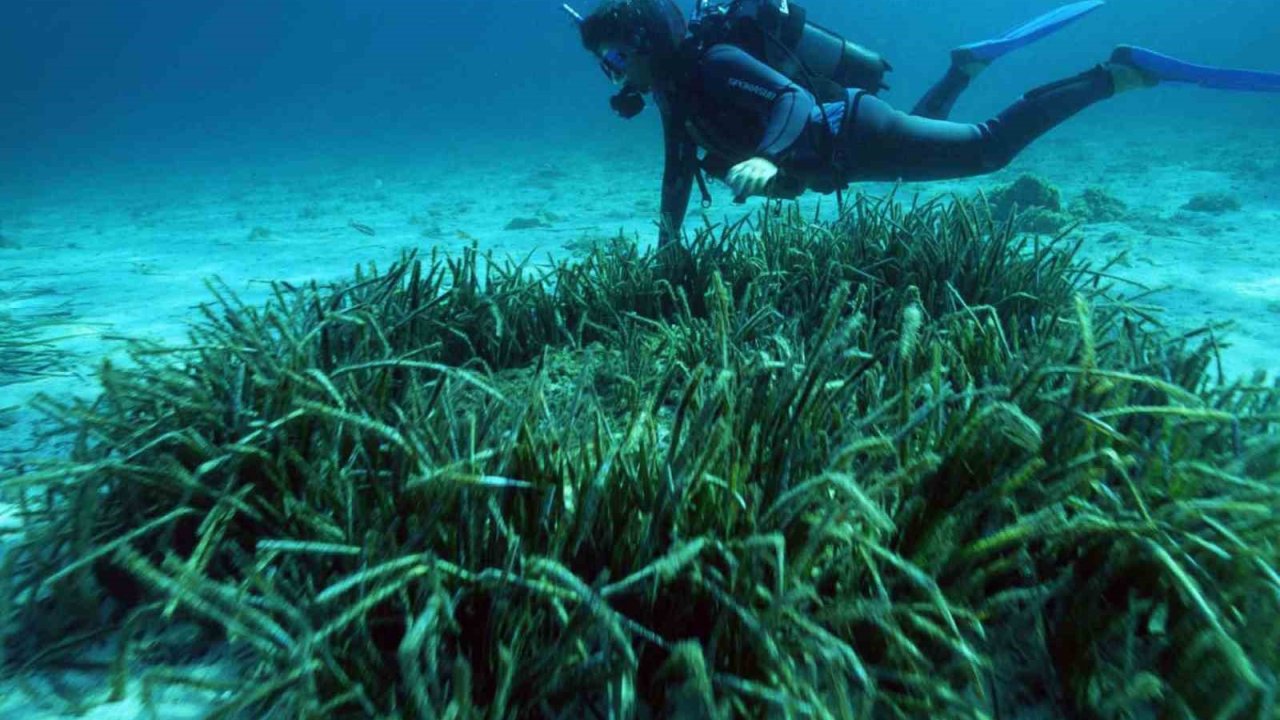 Denizin akciğerleri tehlike altında