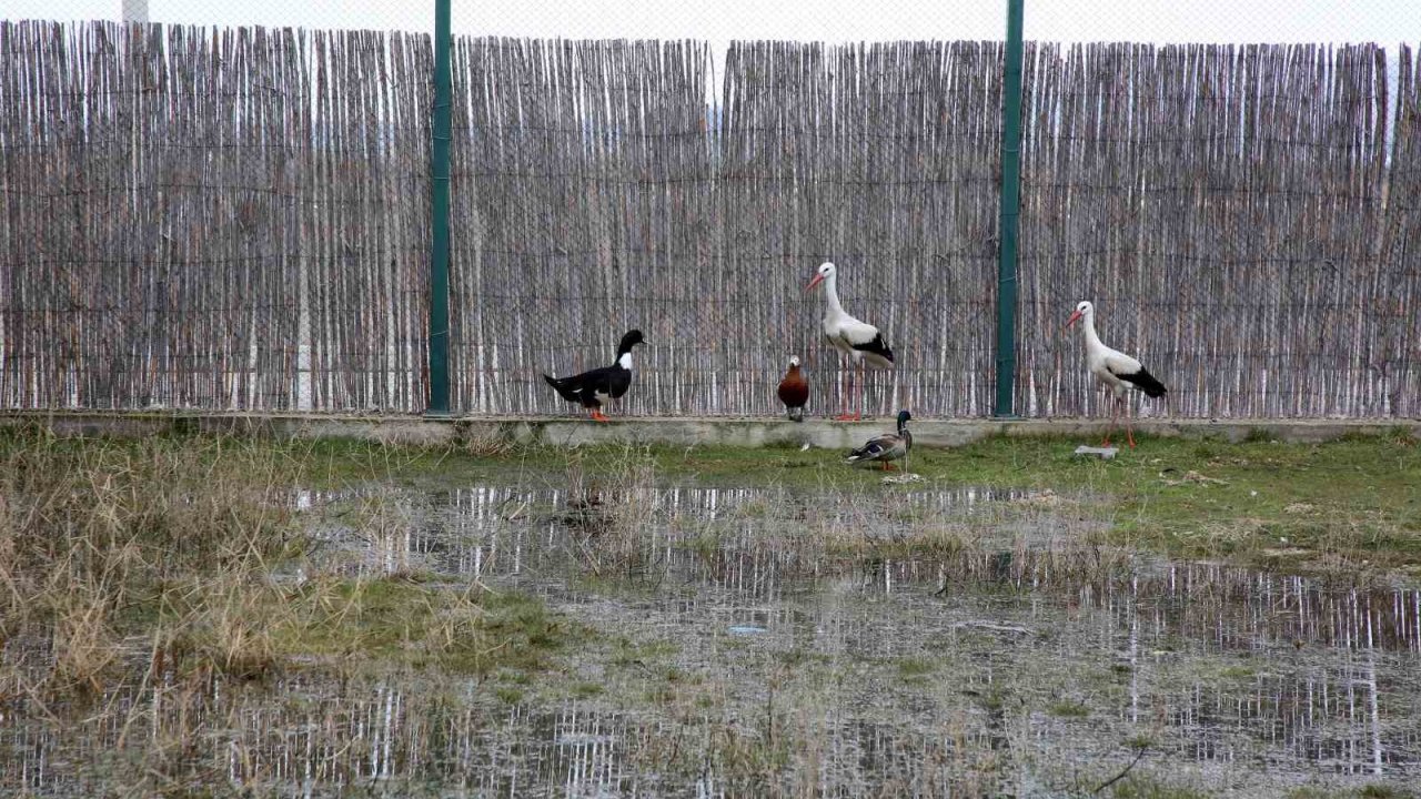 Afyon Kocatepe Üniversitesi’nde tedavisi tamamlanan hayvanlar doğaya salındı