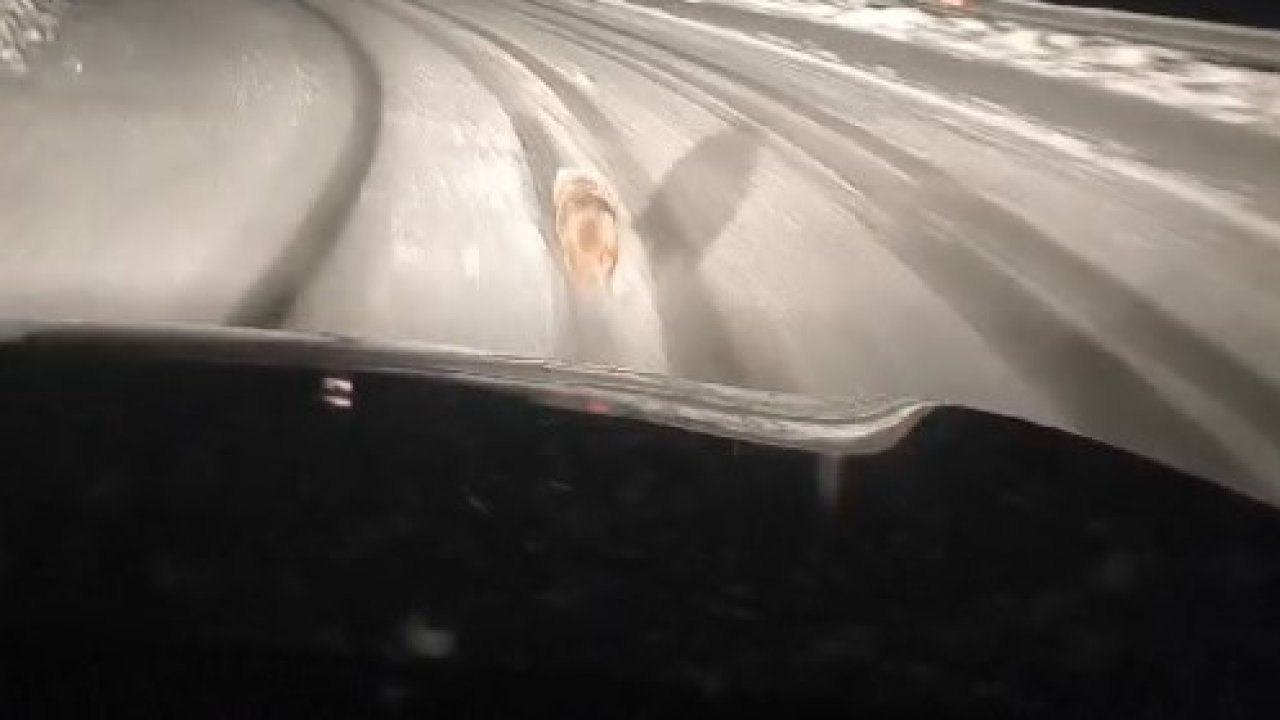 Muş’ta aç kalan kurt yola indi