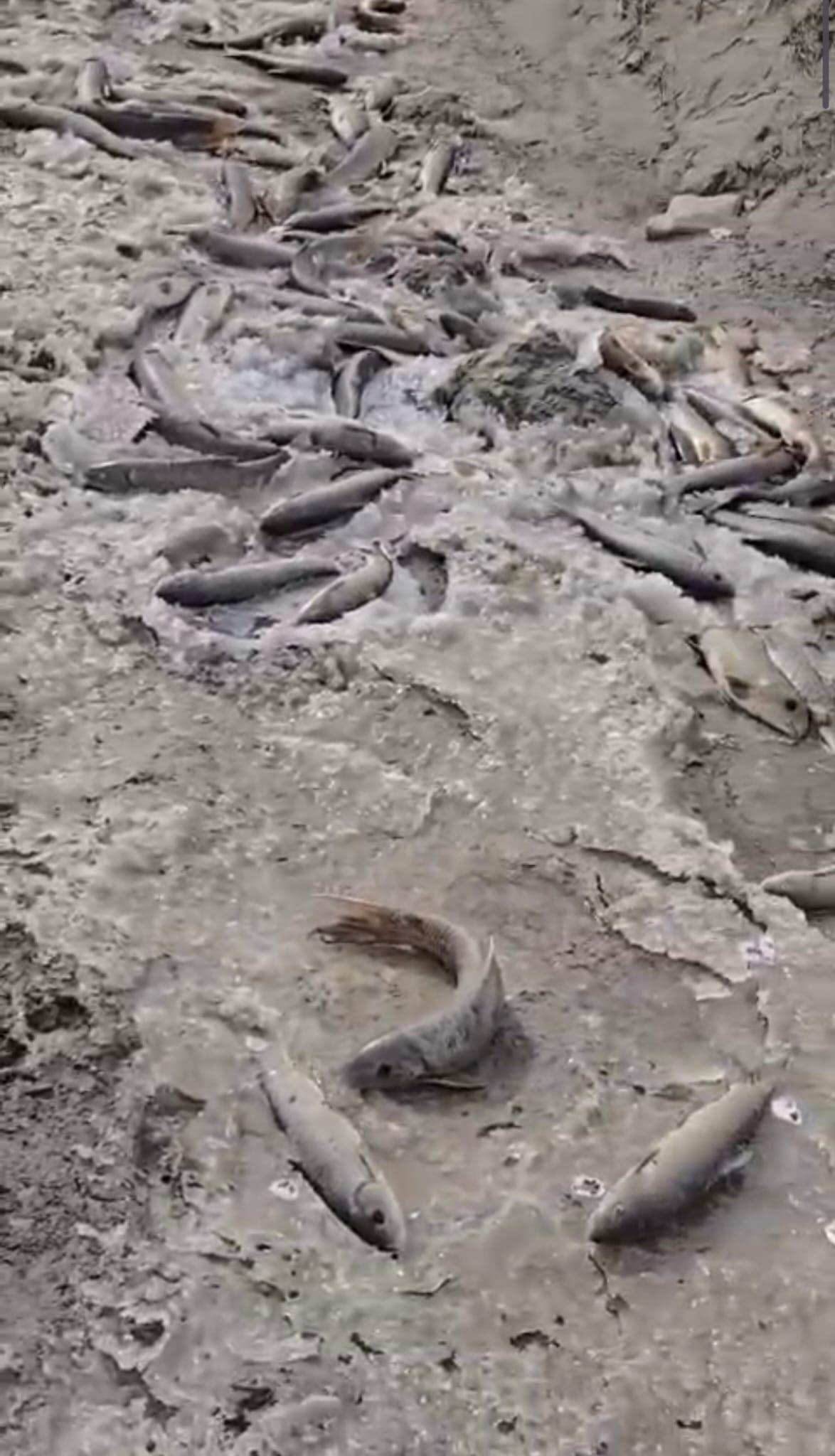 Aras Nehri'nde toplu balık ölümleri yaşandı