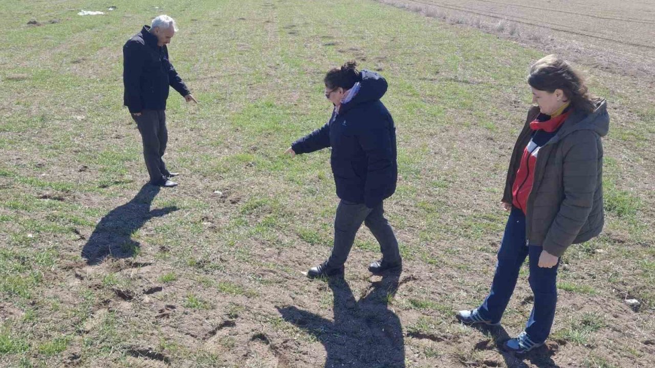 Kütahya’da tarla faresi ile mücadelede arazi kontrolleri