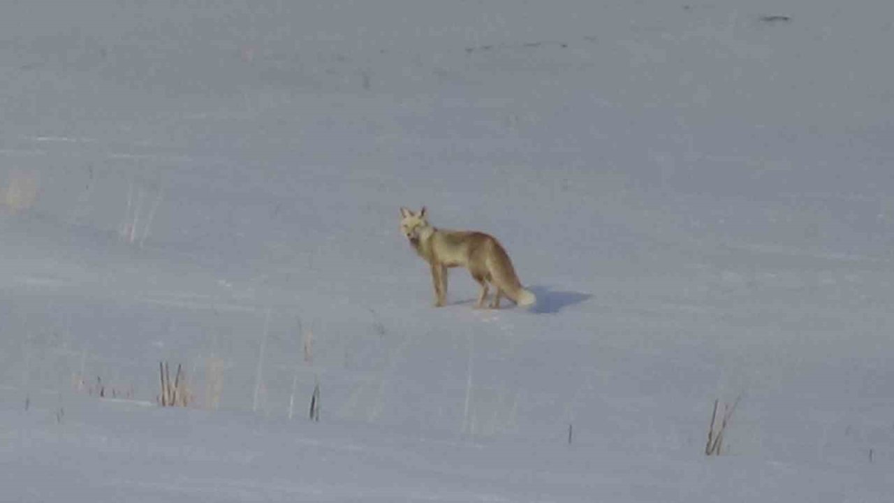 Van’da aç kalan tilkiler yerleşim yerlerine indi