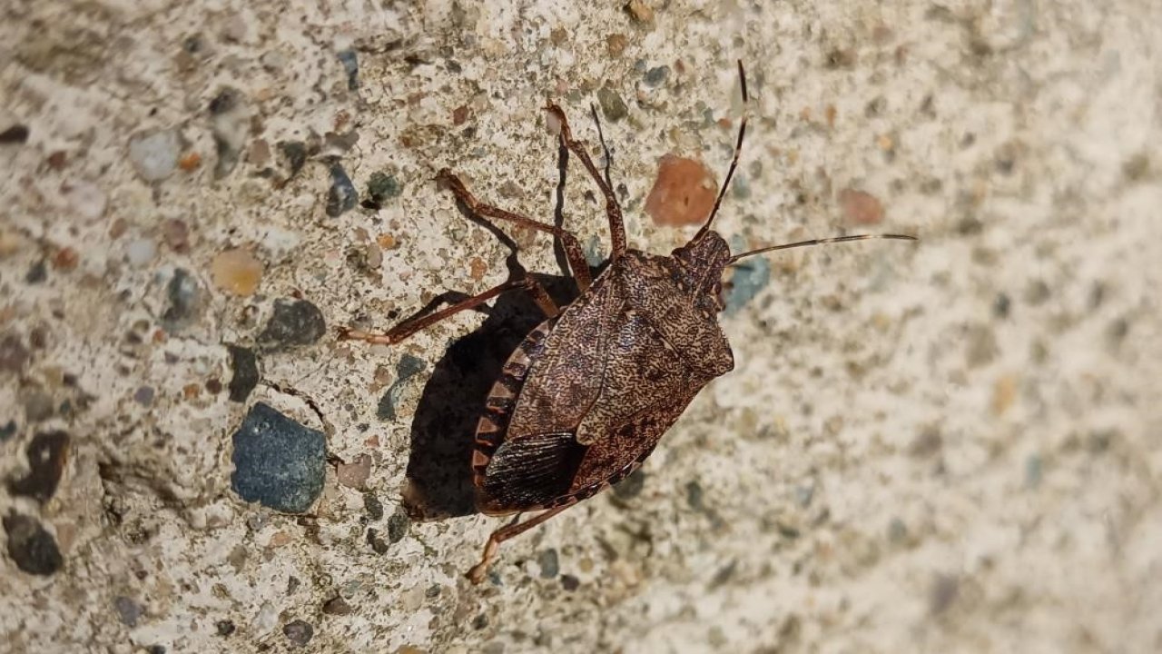 Kahverengi kokarca ile mücadelenin yarını