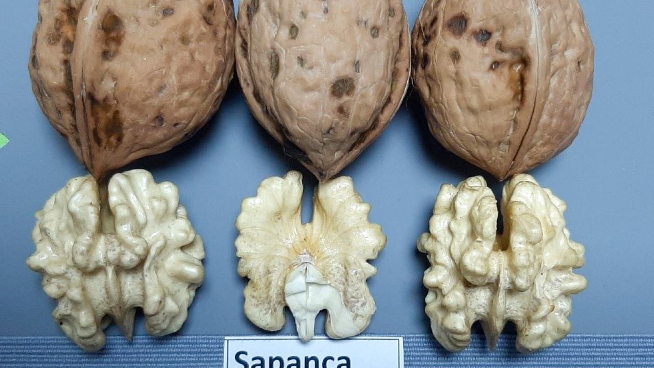 Sapanca Cevizi ‘Coğrafi İşaret Tescili’ aldı