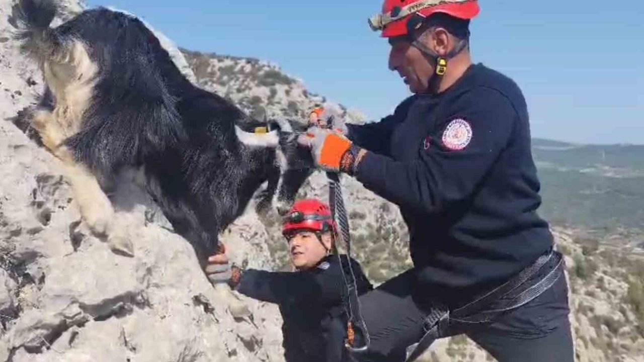 Kayalıklarda mahsur kalan keçiler 4 gün sonra kurtarıldı