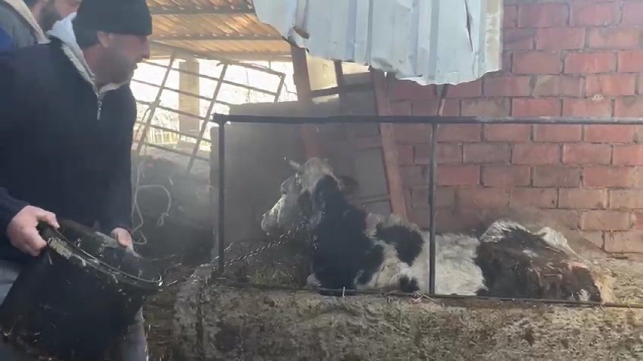 Ahır yangınında büyükbaş hayvanlar son anda kurtarıldı