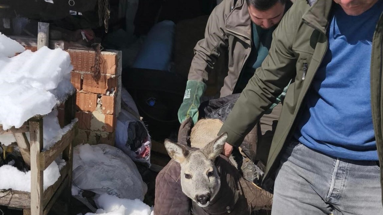 Dikenli tele takılan karaca yavrusunu ekipler kurtardı