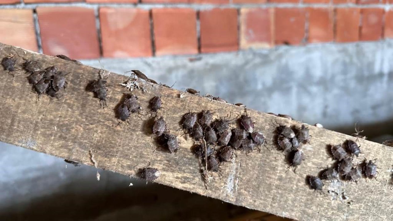 İl Tarım ve Orman Müdürlüğü: "Yağan kara güvenme, kokarcaya aman verme"