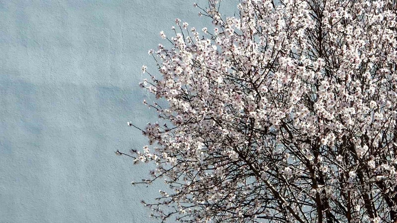 Muğla’da bahar mevsimi kendini hissettiriyor