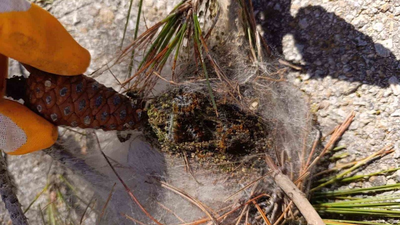 Bozcaada’da orman canlılarıyla mücadele devam ediyor