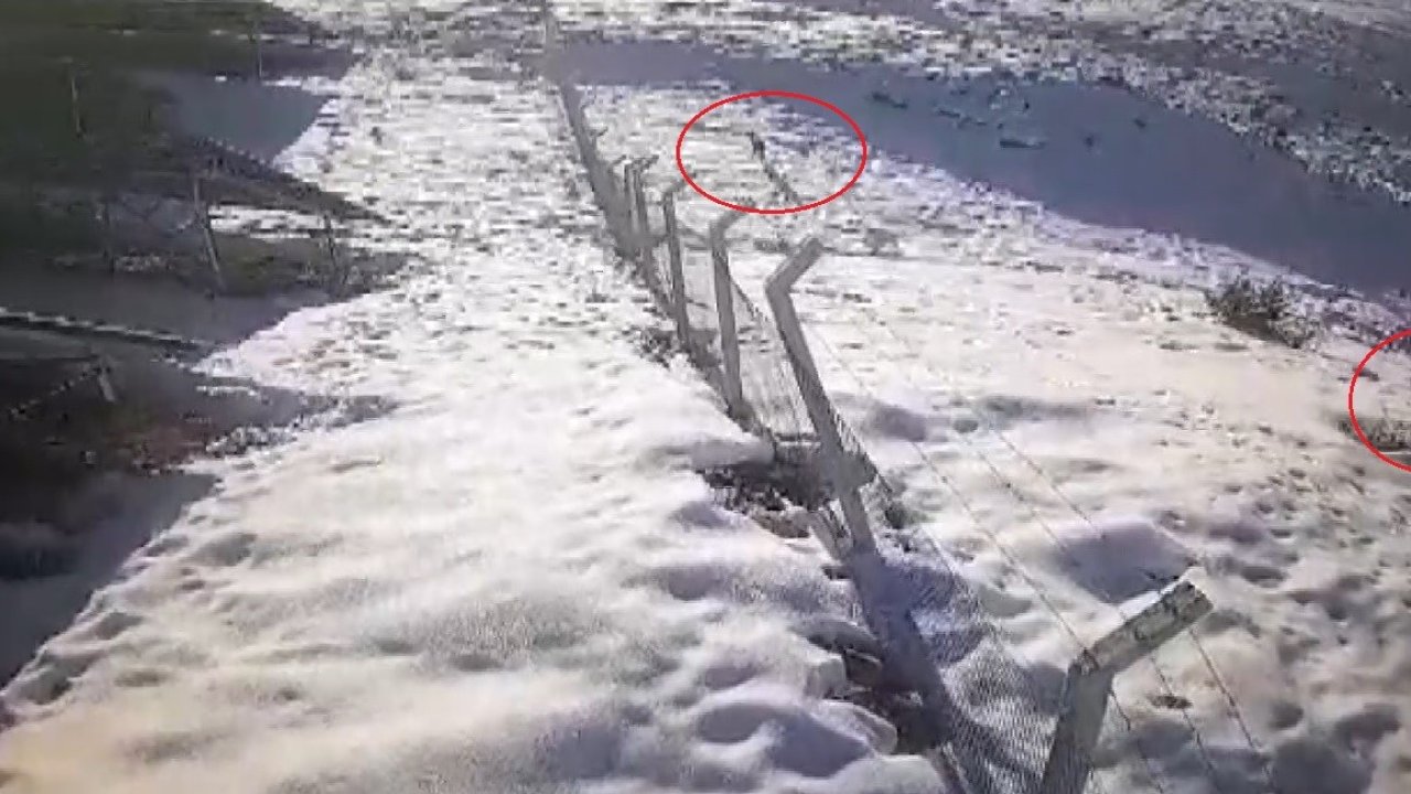 Bayburt’ta şehir merkezine ve köy yerleşim alanına inen aç kurtlar güvenlik kamerasına yansıdı