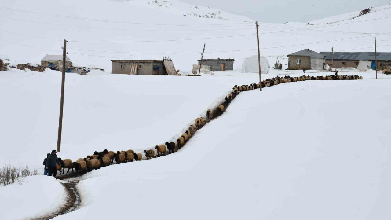 Sadece 1 ay okula giden 26 yaşındaki çoban, 20 yıldır dağdan inmeyerek kendini hayvanlarına adadı