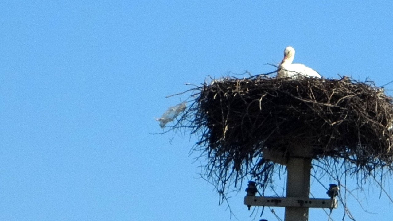 Menteşe’de baharın habercisi leylekler yuvalarına dönüyor